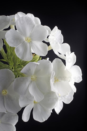 White cushion phlox