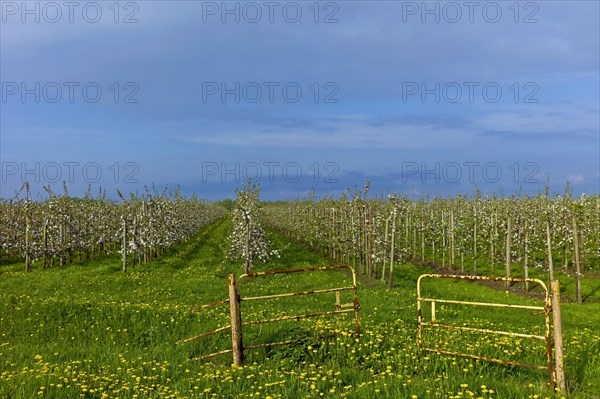 Blossoming apple trees in the Alte Land near Jork