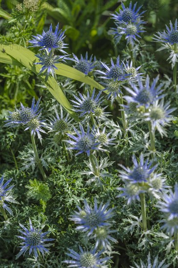 Eryngo