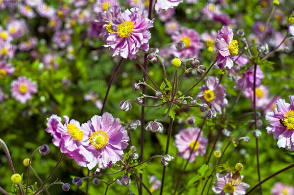 Autumn Anemones