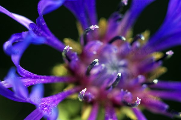 Perennial cornflower