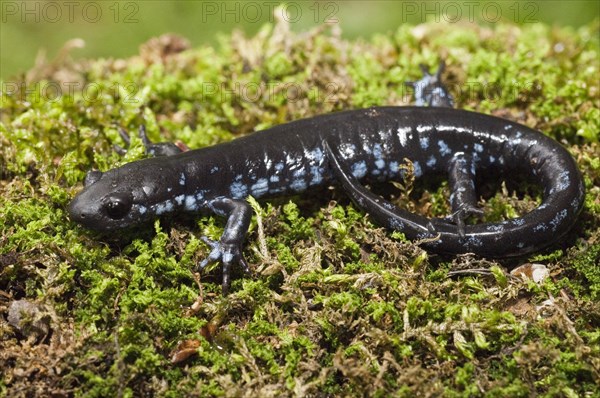 The Blue-spotted salamander