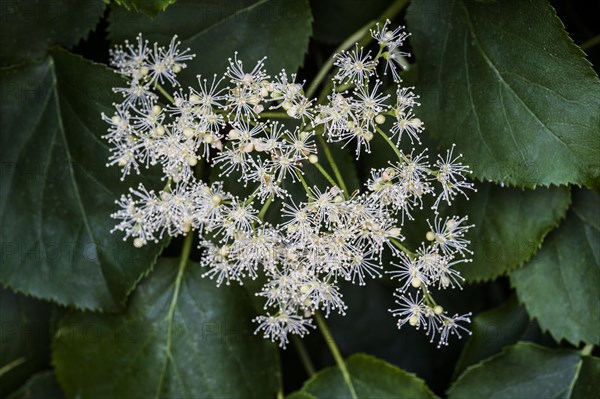 Hydrangea anomala petiolaris