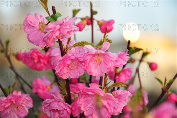 Spring cherry or early ornamental cherry