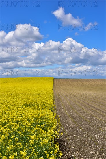 Fields with rape in Swabia
