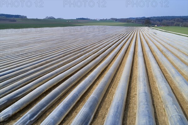 Asparagus cultivation near Schrobenhausen in Bavaria