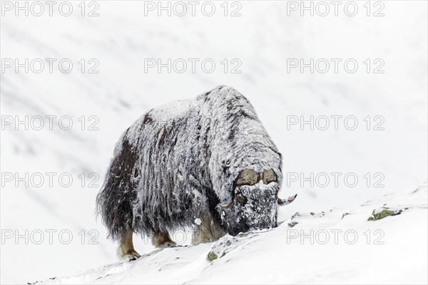 Foraging muskox