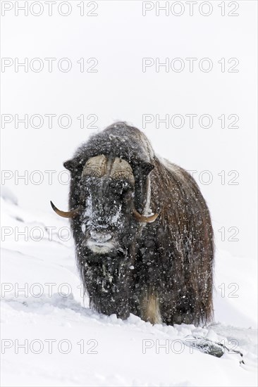 Muskox