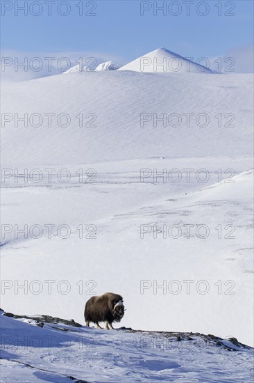 Muskox