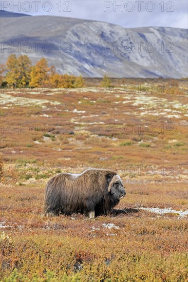 Muskox