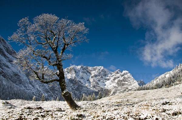 Sycamore maple in the first snow