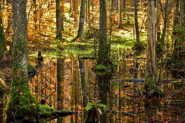 Autumn-coloured mixed forest reflected in a pond in the Westliche Waelder nature park Park near Ausgburg