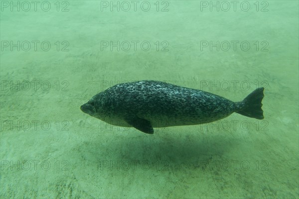 Common seal