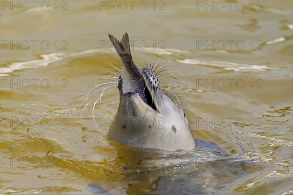 Close-up of common seal