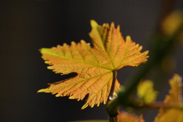 Grape leaf