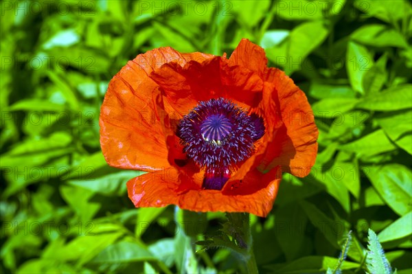 Poppies