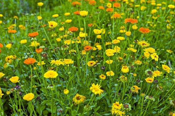 Marigolds in a garden