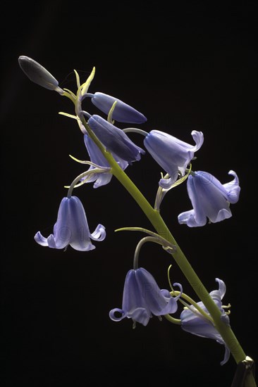 Spanish bellflower