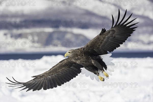 White-tailed eagle