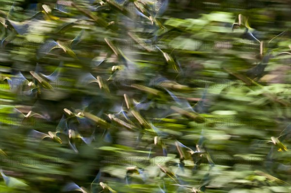 Motion blur of flock of Cobalt-winged