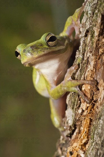 The green tree frog