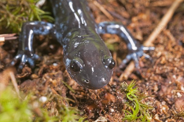 The Blue-spotted salamander