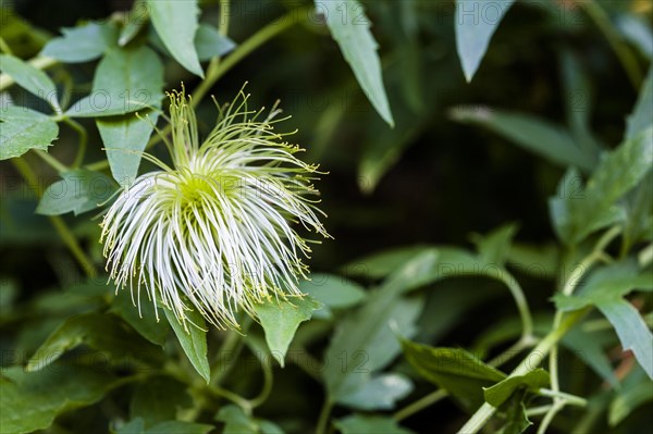 Clematis Bill McKensie