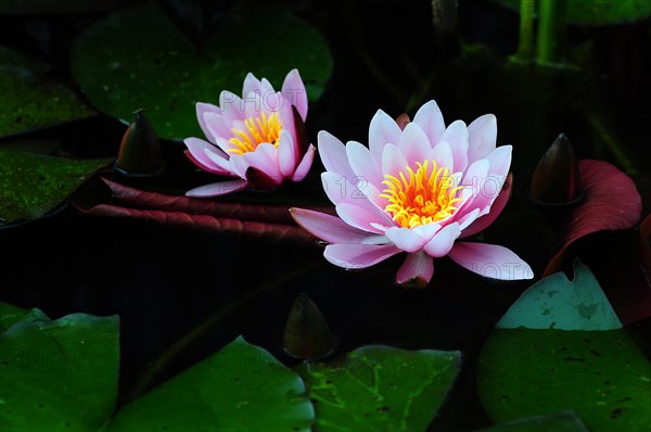 Water lily