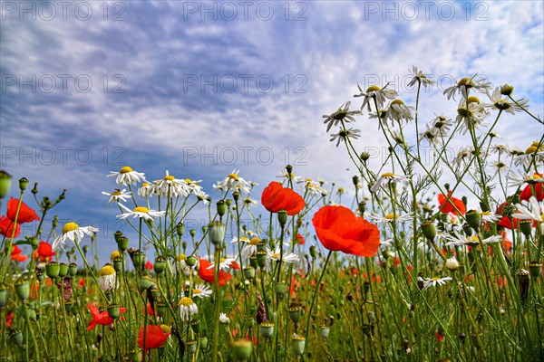 Blue chamomile