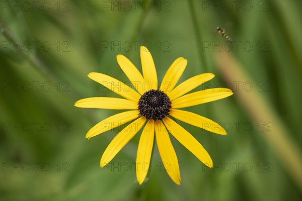 Flower of the yellow coneflower