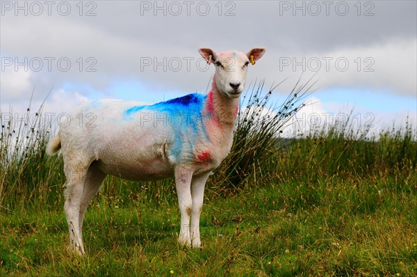 Sheep in a pasture in the Yorkshire Dales