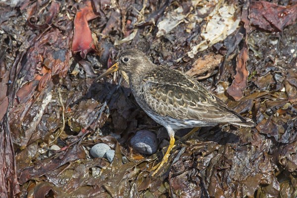 Purple sandpiper