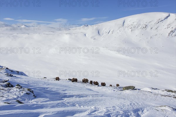 Muskoxen muskox