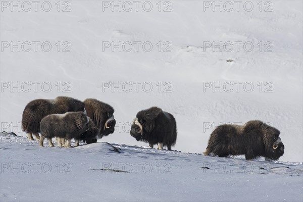 Muskoxen muskox