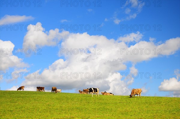 Cows on the pasture in Allgaeu