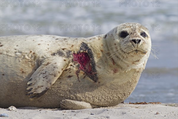 Injured Common seal