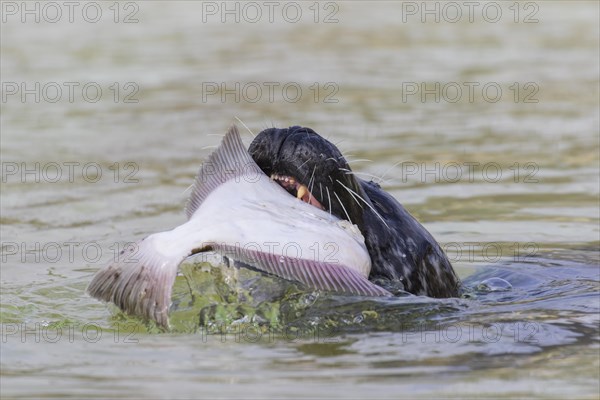 Close up of common seal