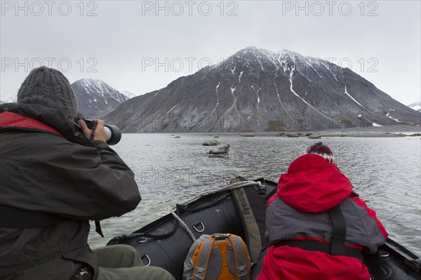 Eco-tourists in zodiac boat watching common seal