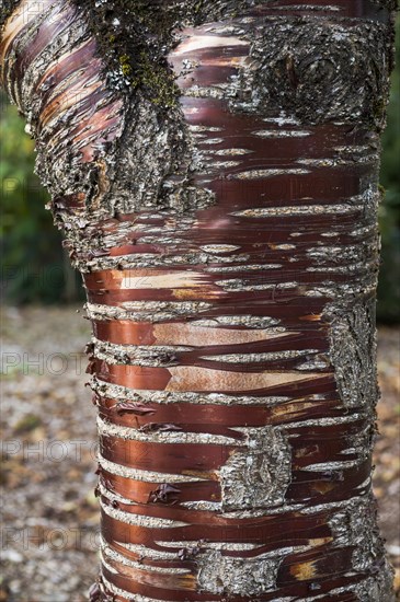 Prunus serrula serrulata