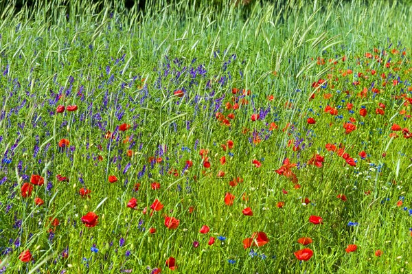 Rye field with corn poppy at the Mueritz