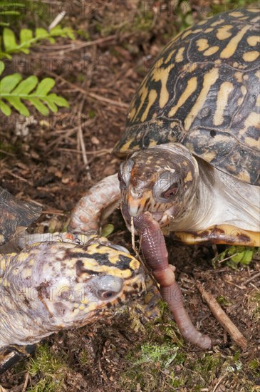 Eastern box turtle