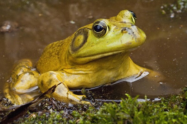 Bullfrog