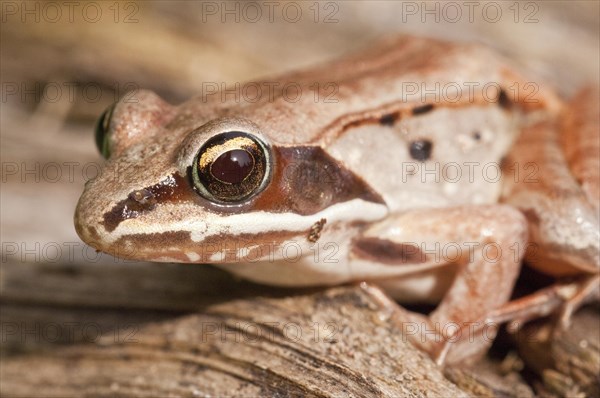 The wood frog