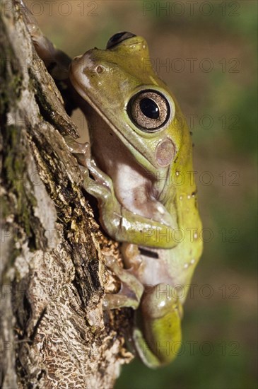 Whites Tree Frog