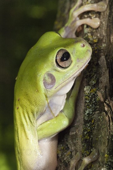 Whites Tree Frog