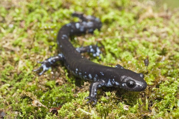 The Blue-spotted salamander