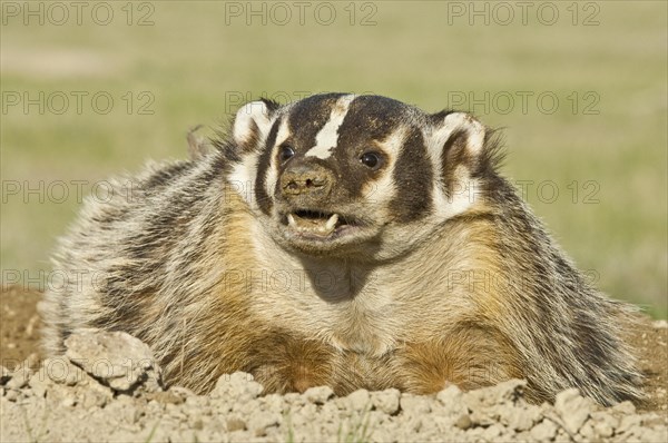 American badger