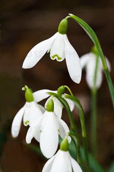 common Snowdrop