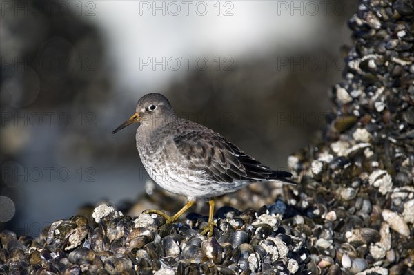 Portrait of purple sandpiper