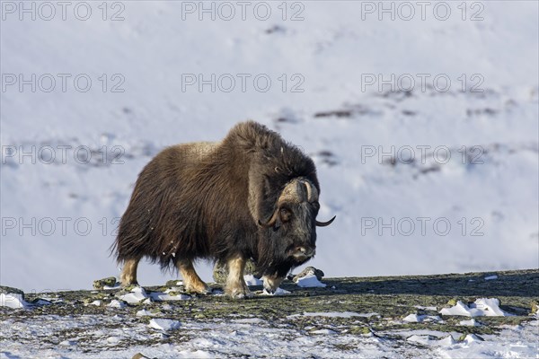 Muskox